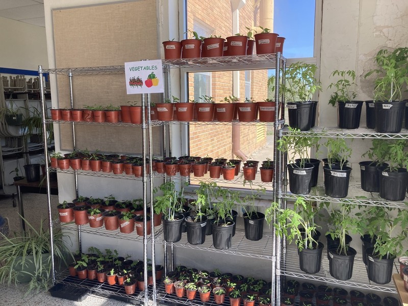 Plants on storage racks